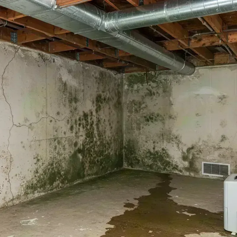 Professional Mold Removal in Greene County, MO